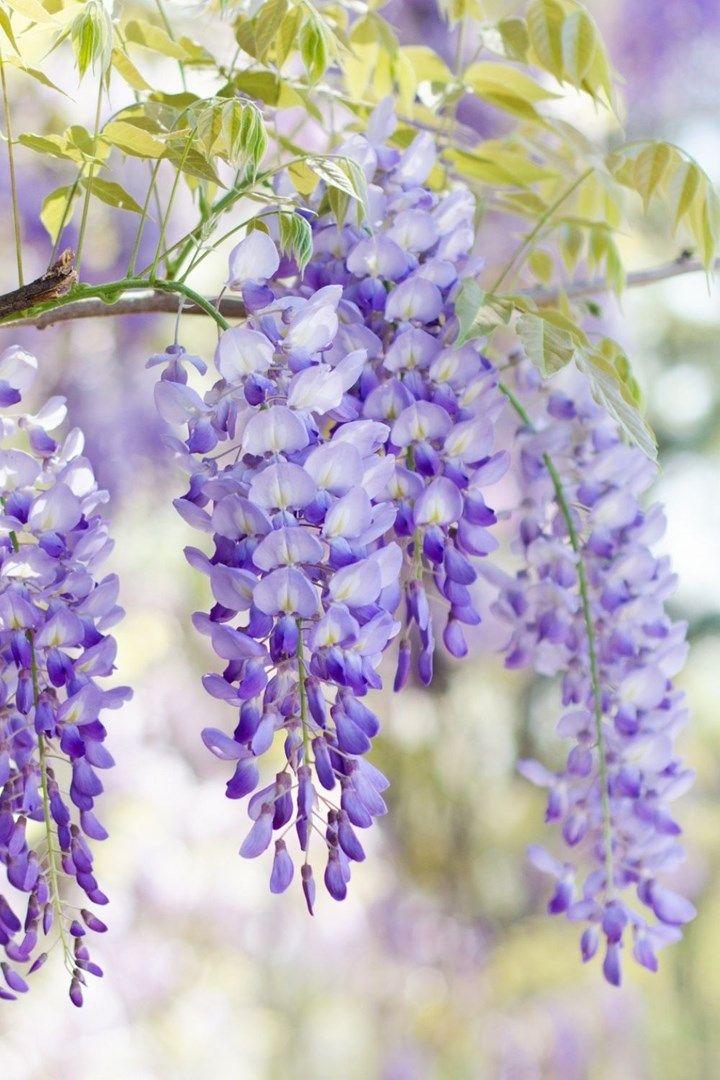 Secret Garden's Embrace: Blooms & Foliage